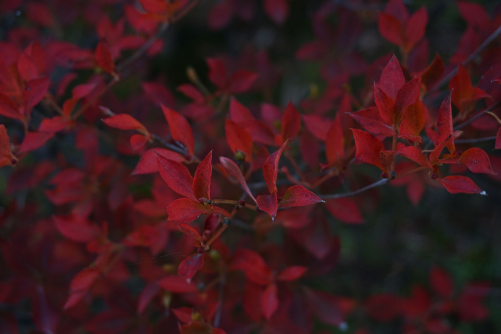 我が家の紅葉