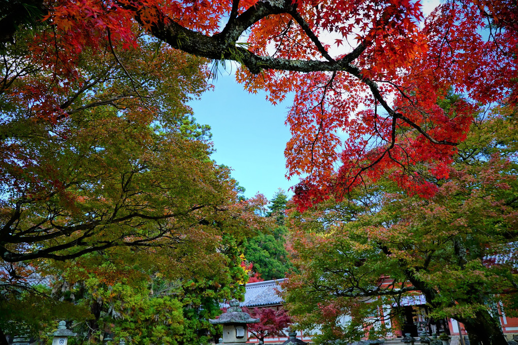 　奈　良　、、、　秋　景　色　。