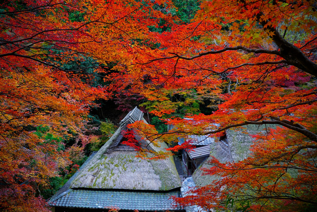 　奧　嵯　峨　野　、、、　風　情　。