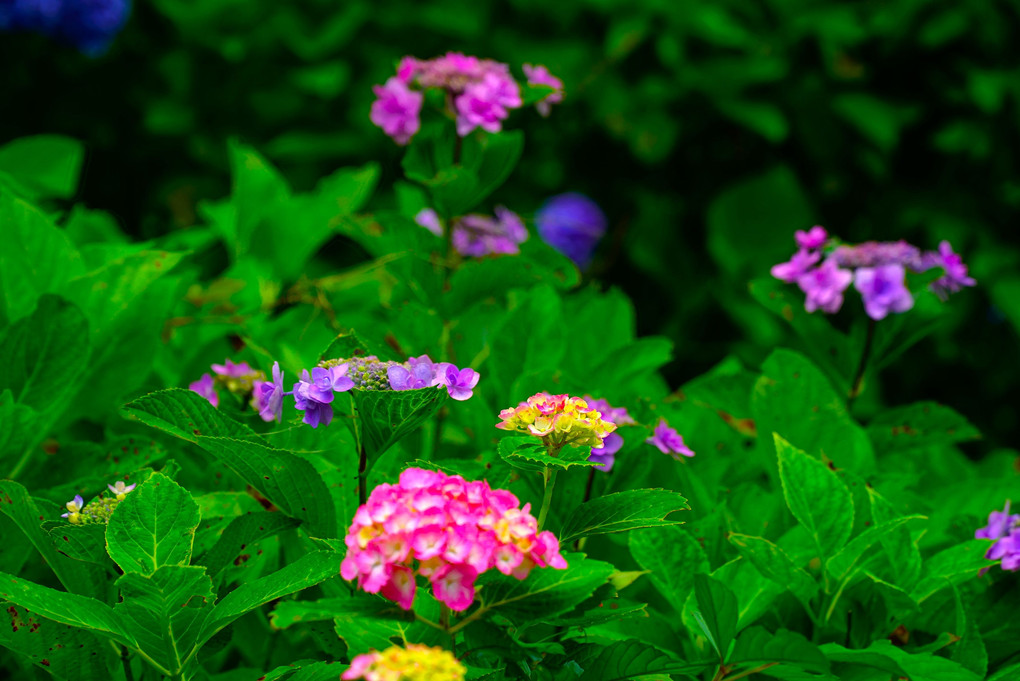 　三室戸寺の　　　紫　陽　花　。