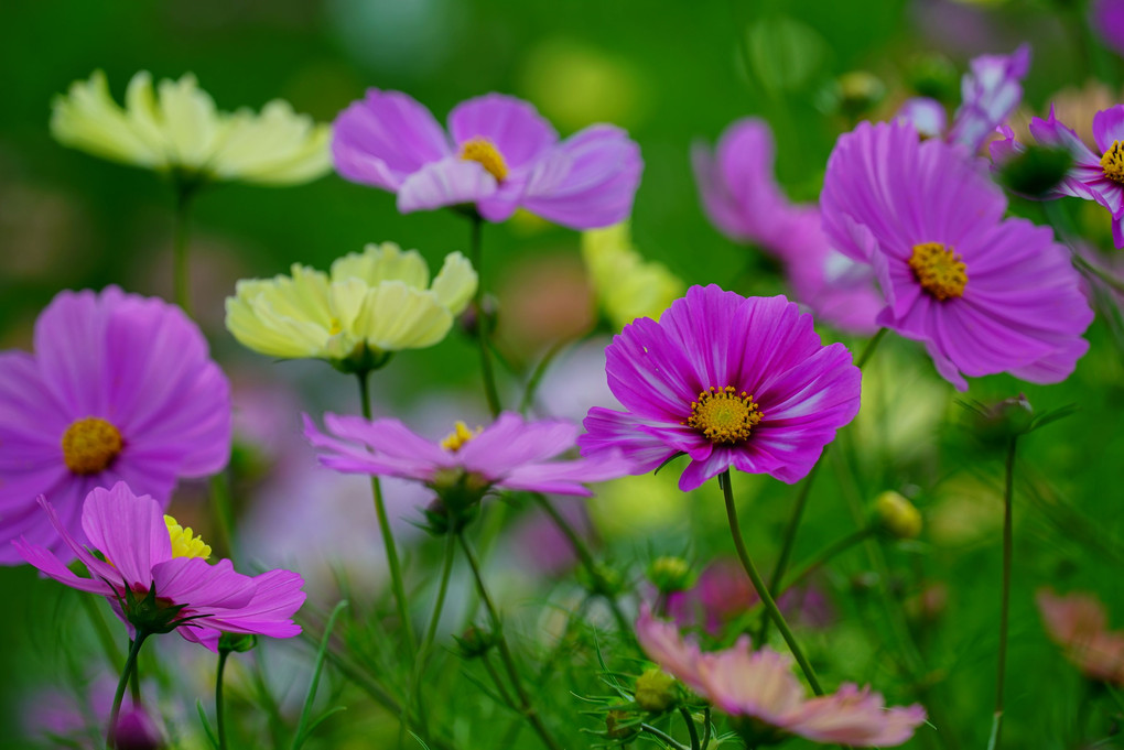 　秋　　　桜　。