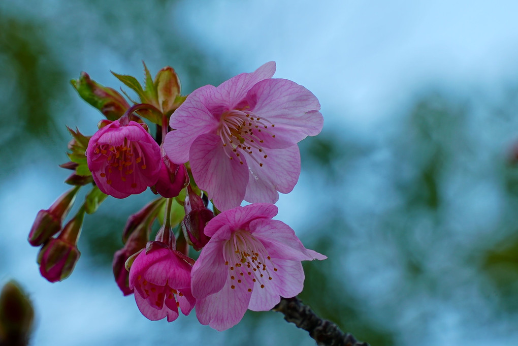 　　河　　津　　桜　、、、　咲　く　。