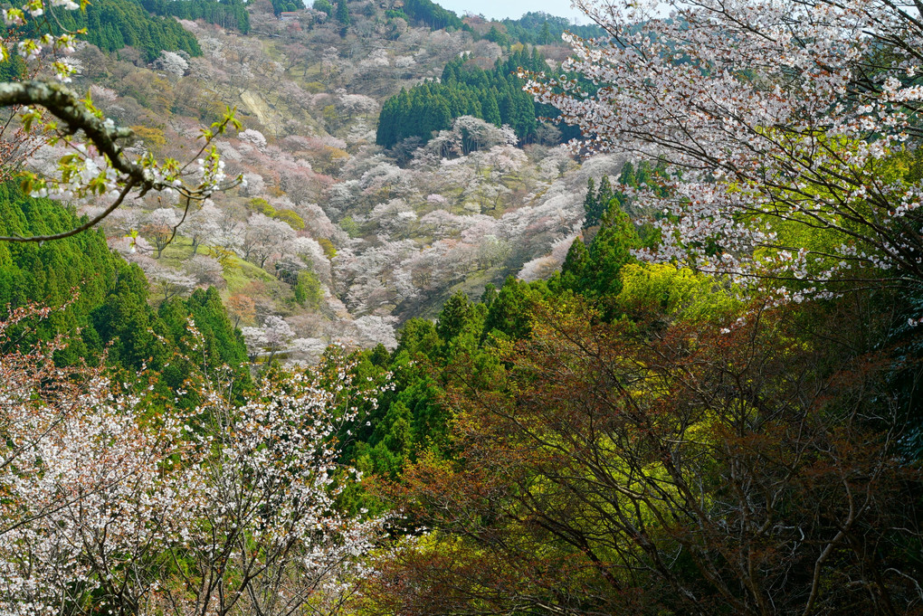 　花　　の　　山　。