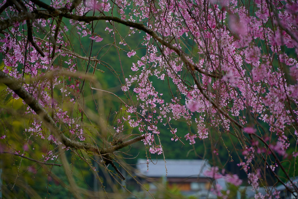 　里　山　の　、、、　し　だ　れ　桜　。