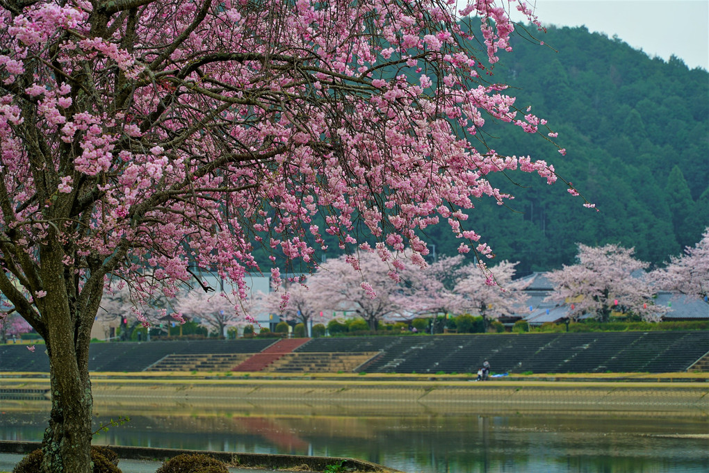 　桜　風　景　（３）　。