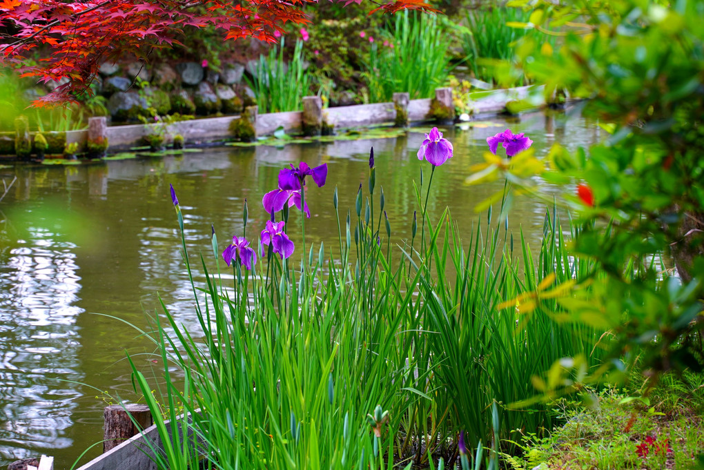 　日　本　庭　園　。