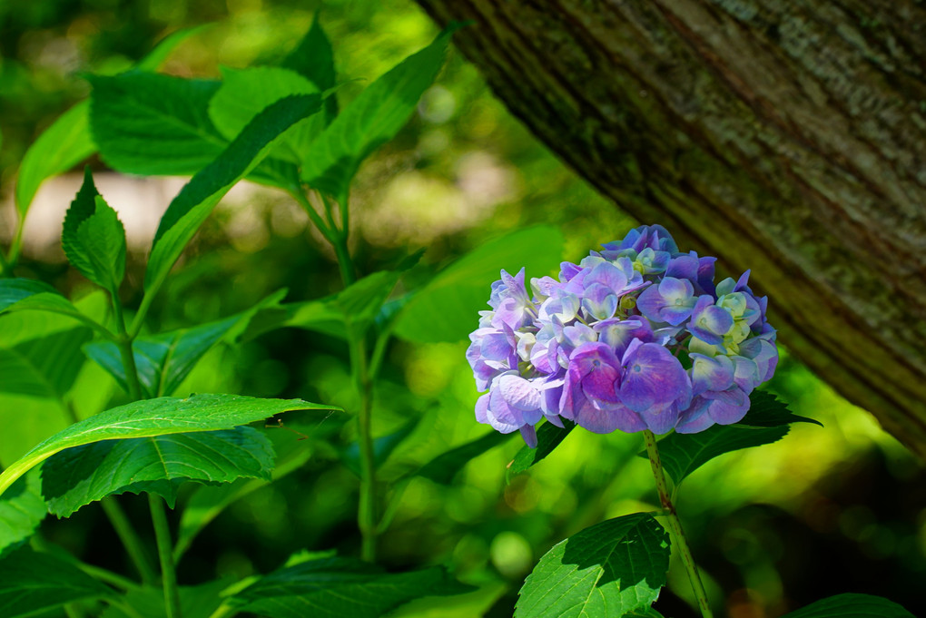 　紫　陽　花　。