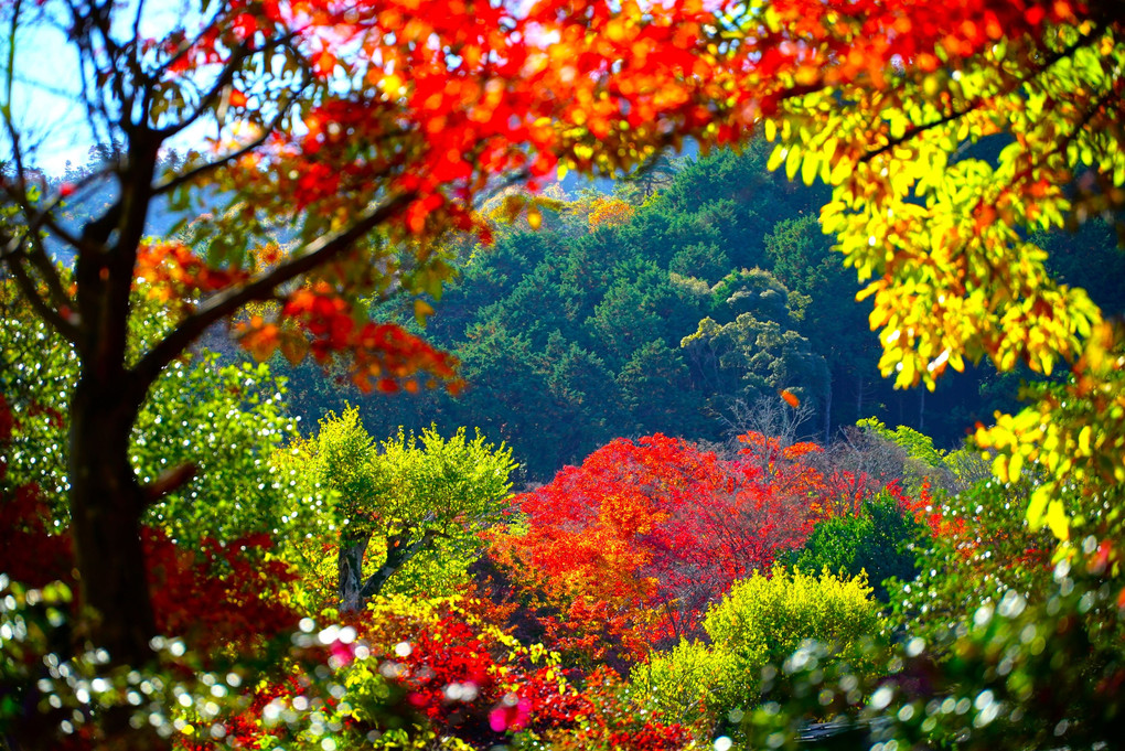 　紅　葉　の　窓から　　　　　紅　葉　。