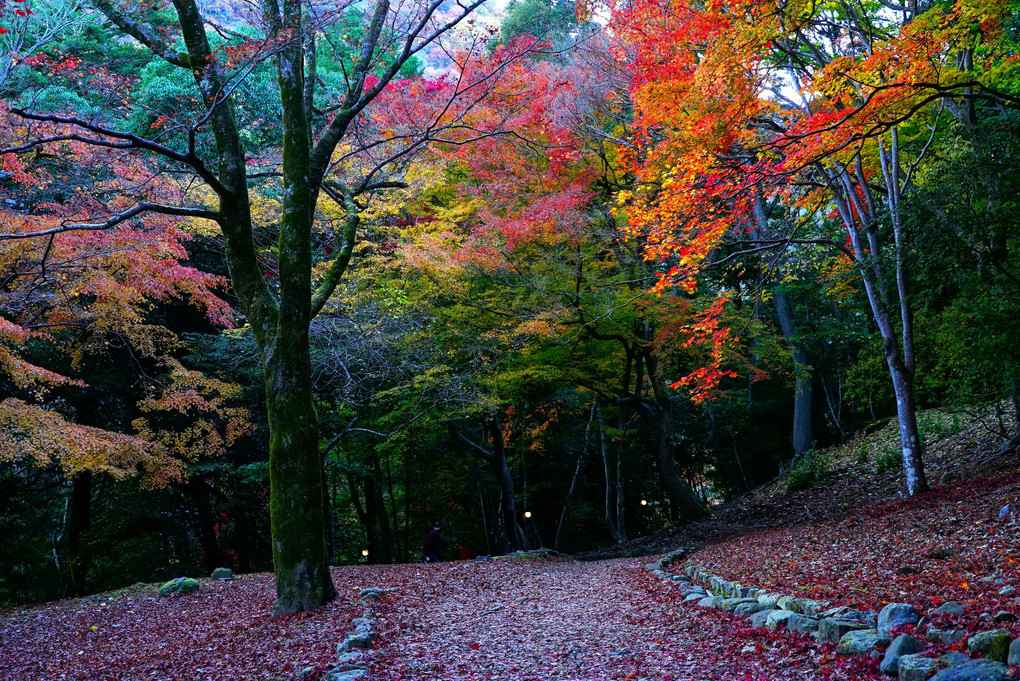 　嵐　山　公　園　　　秋　秋　。