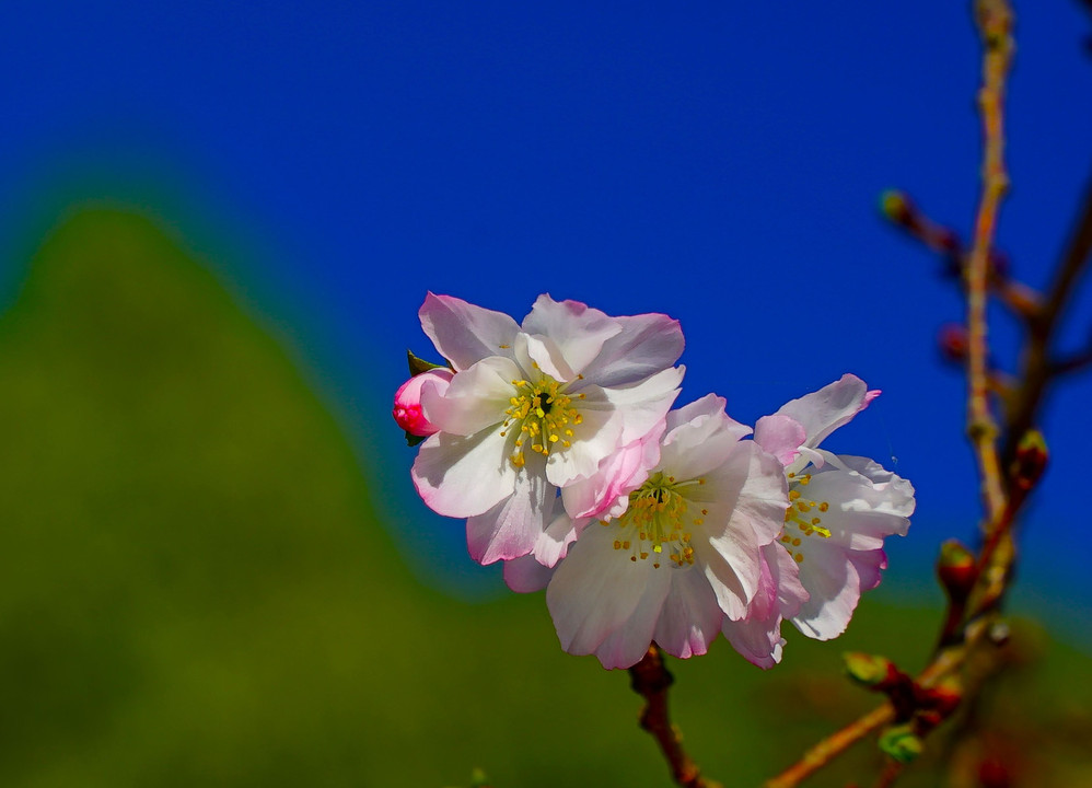 　十　　月　　桜　。