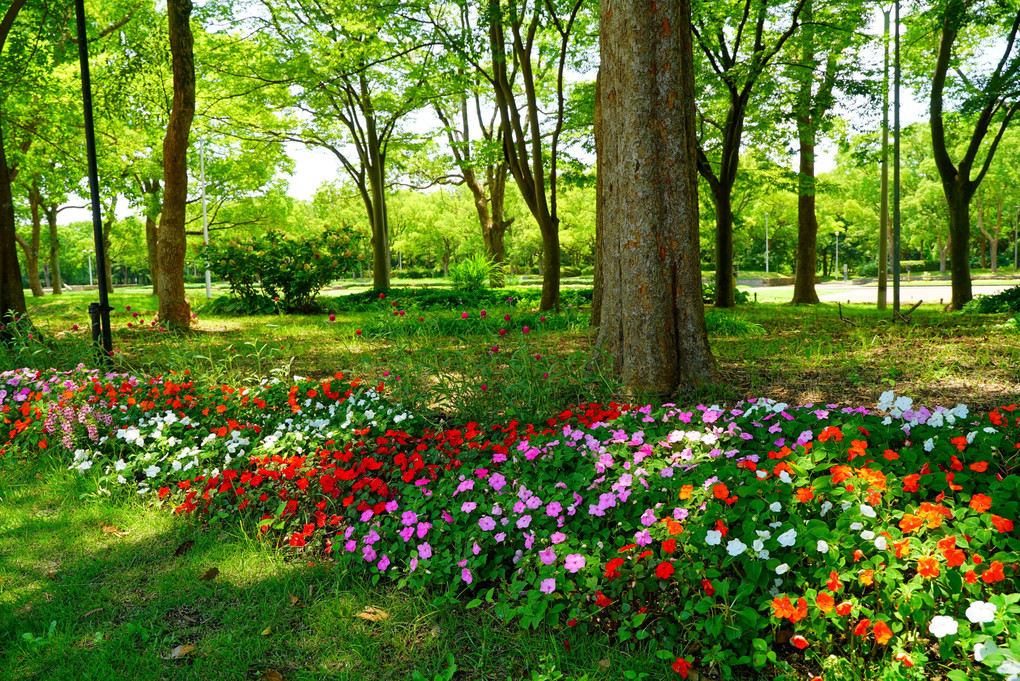 　公　園　の　　　花　壇　。