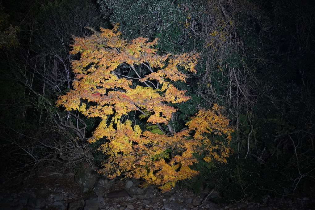 室生寺紅葉ライトアップ