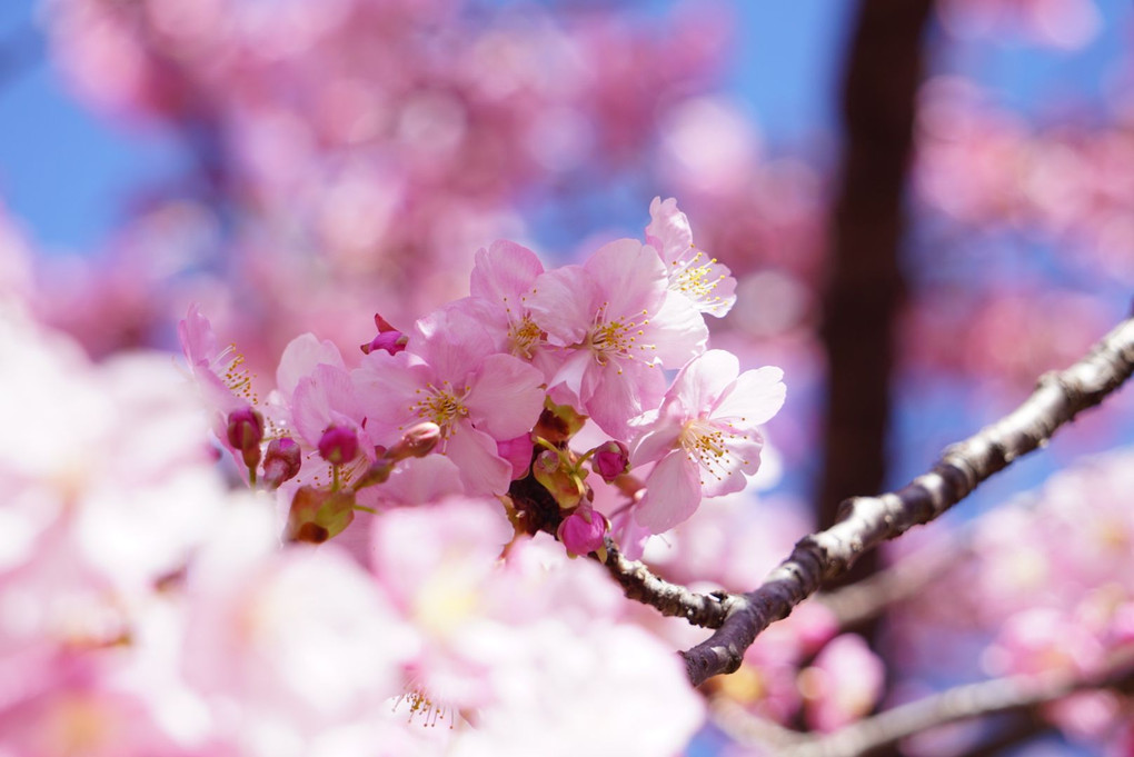 河津桜、満開までもう少し