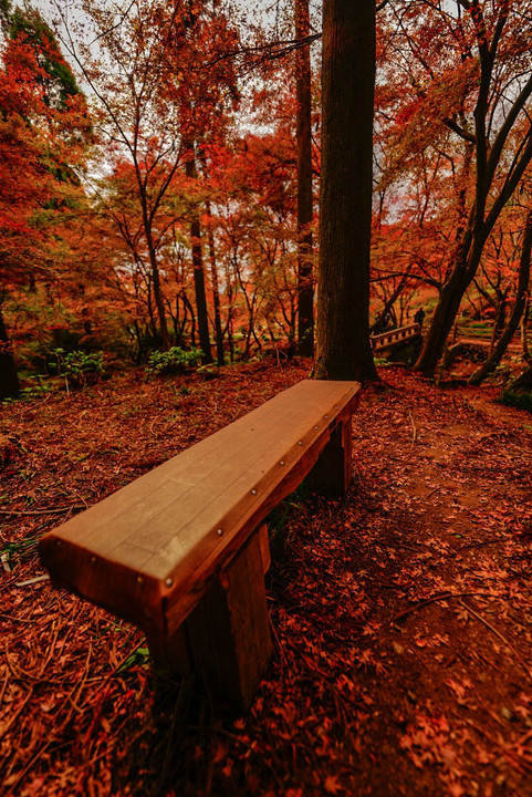 秋の環境芸術の森