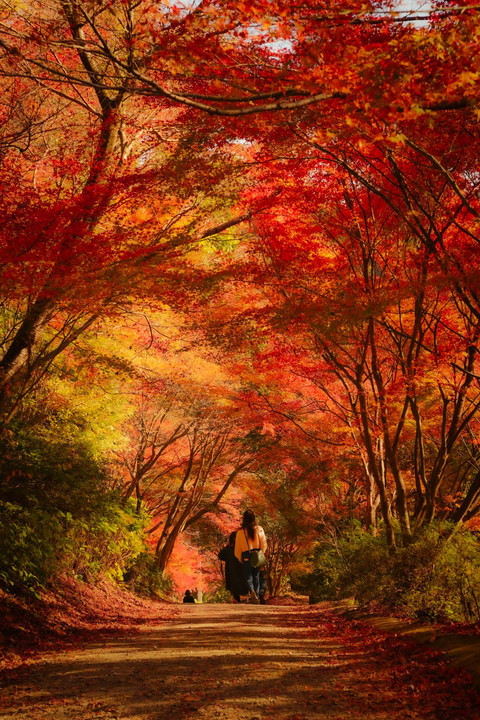 環境芸術の森