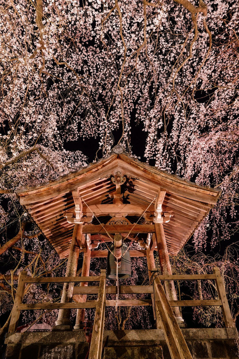 桜の降る夜