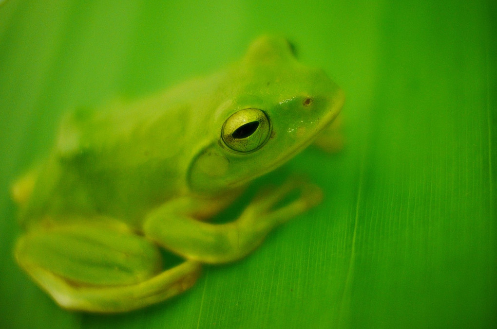 schlegel's green tree frog