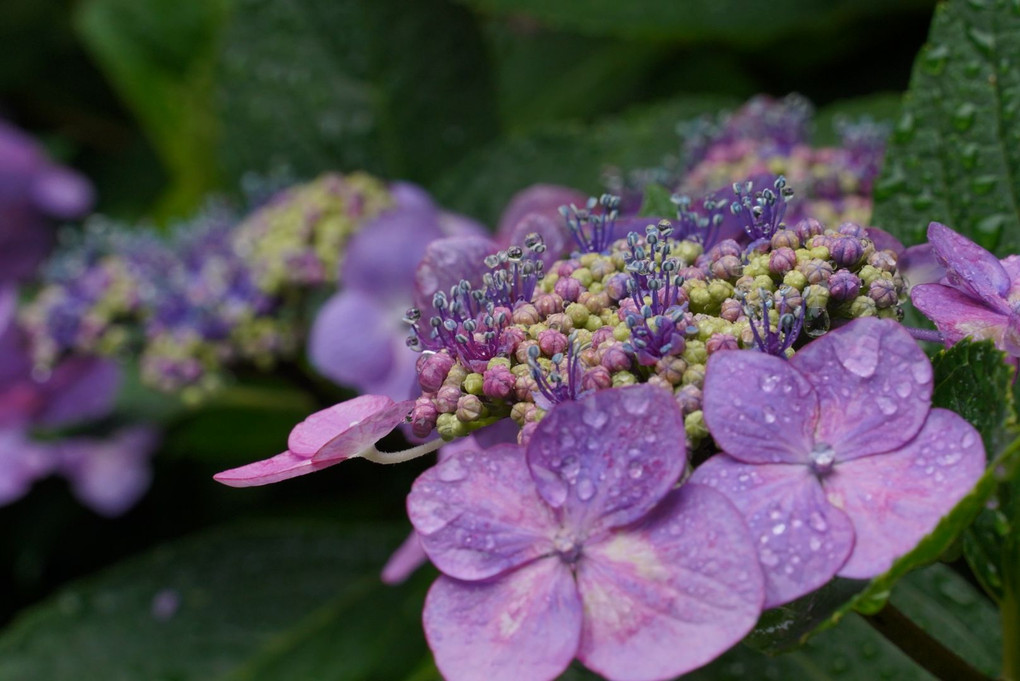 雨☔️上がりの紫陽花の花