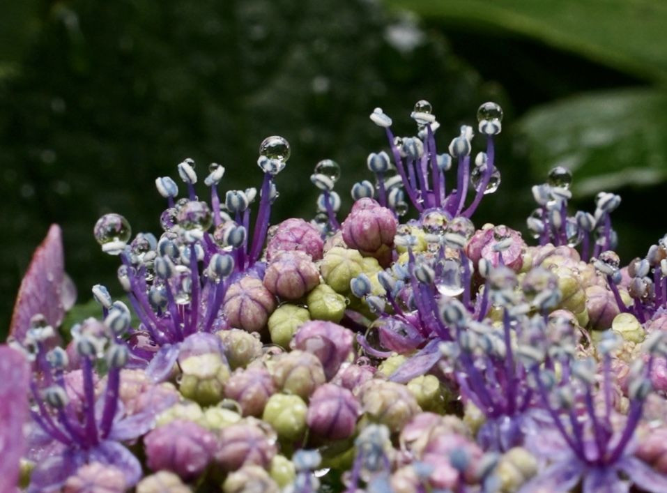 雨☔️上がりの紫陽花の花