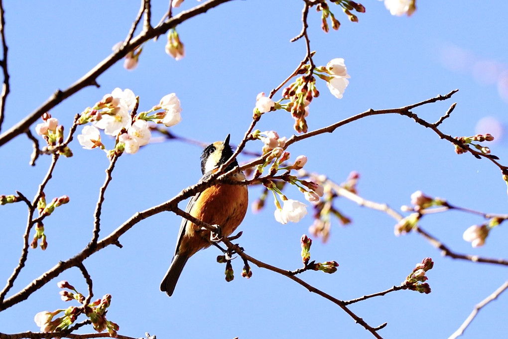 春の森に集う小鳥達