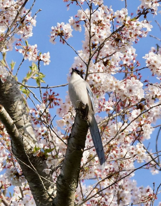 尾長鶏とソメイヨシノ桜のコラボ