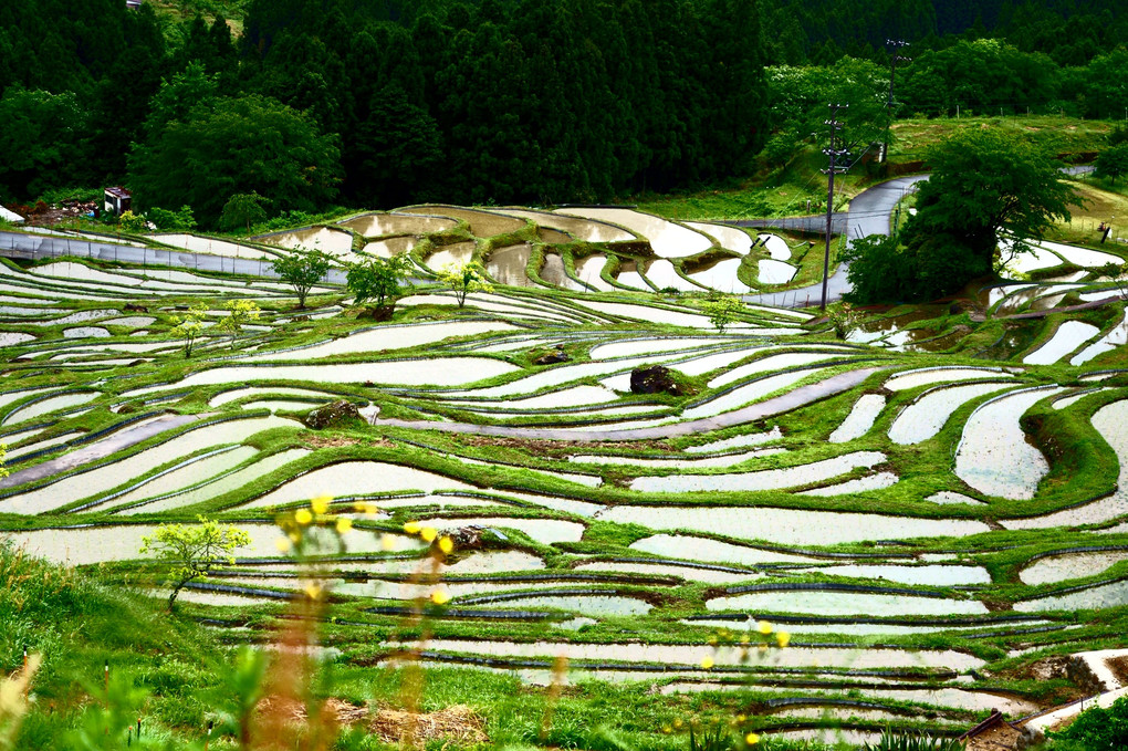 春の棚田