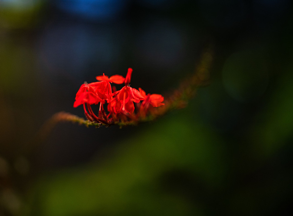 紅の花