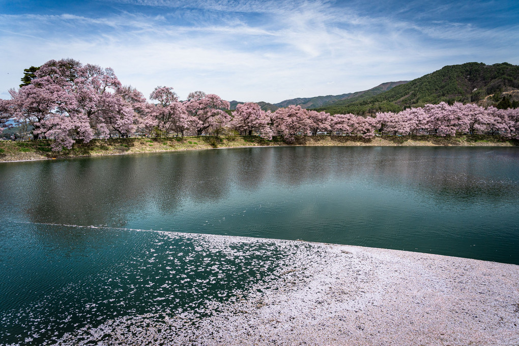 六道の堤の桜