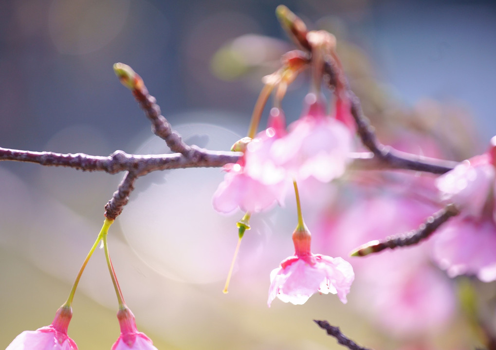 早咲きの桜　Ⅰ