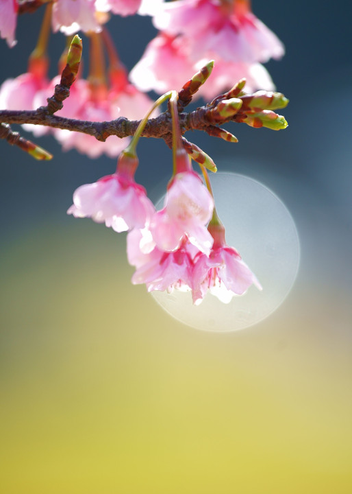 早咲きの桜　Ⅱ