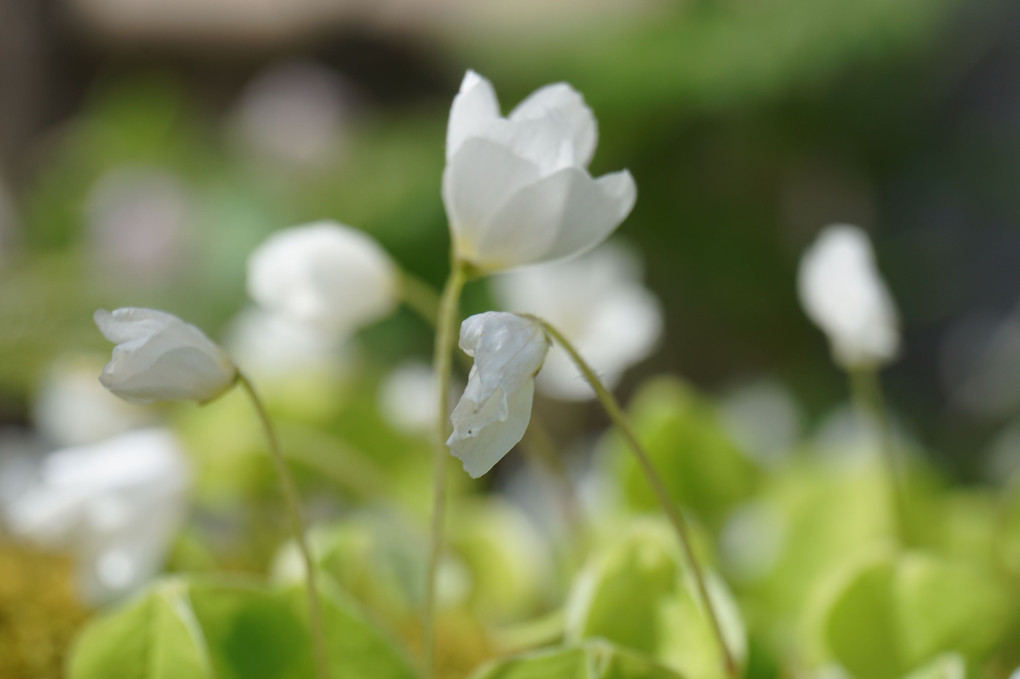 うちの花