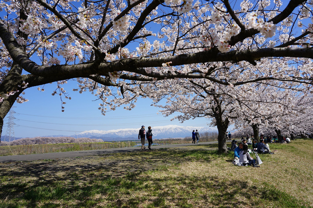 加治川の桜①