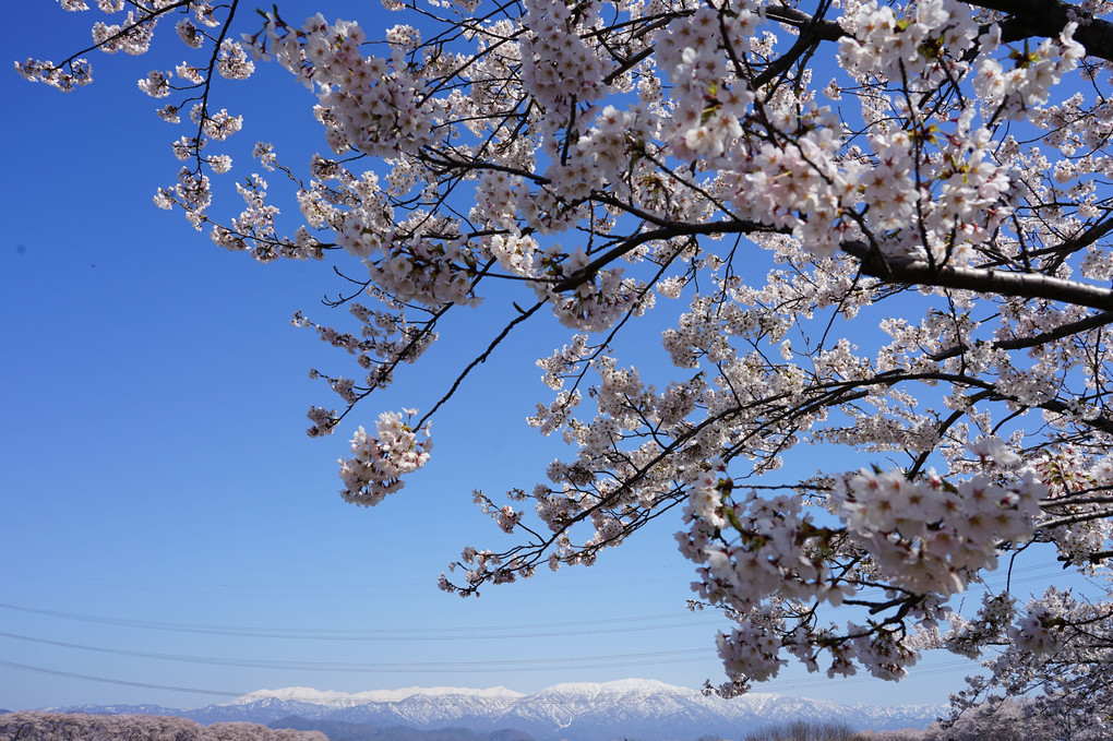 加治川の桜②