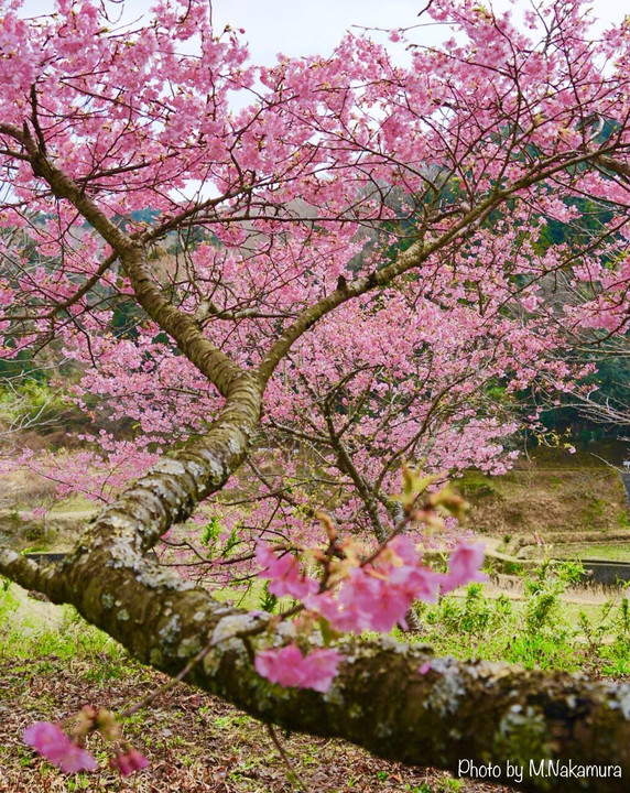 山中に咲く河津桜