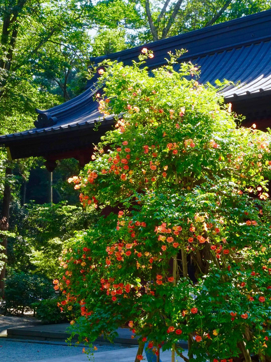 鎌倉市  妙法寺