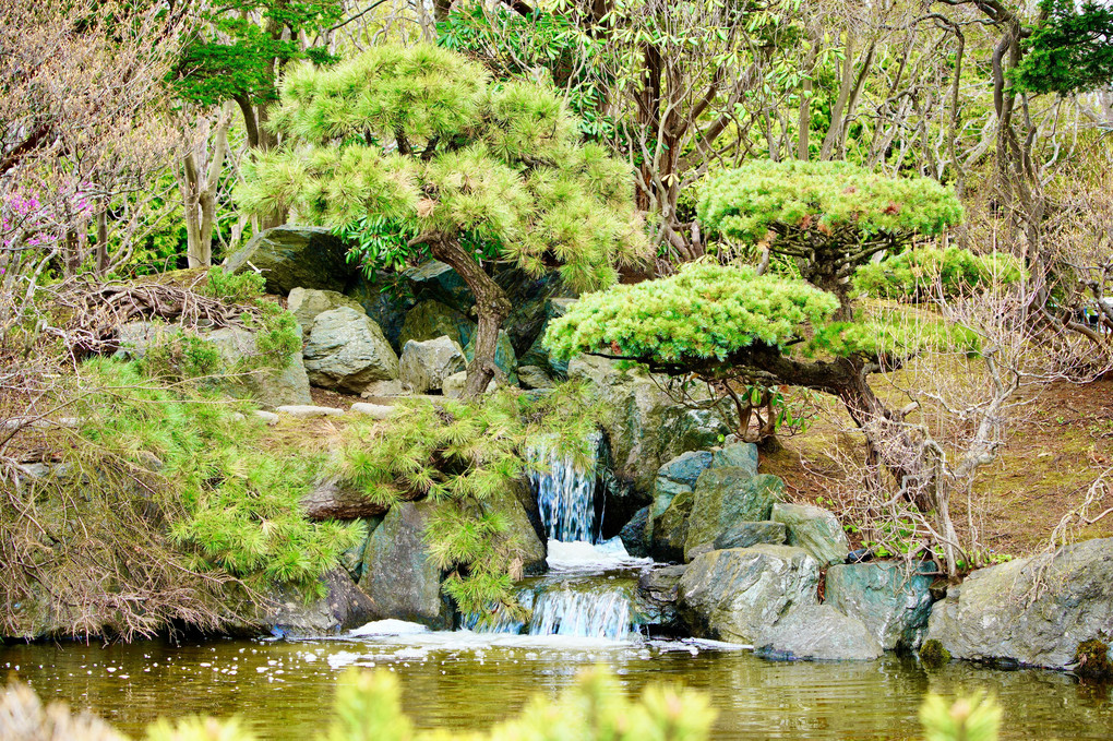 遅咲き