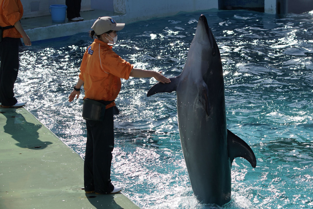 しながわ水族館にて