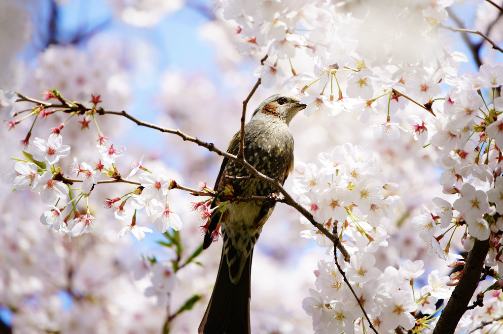 お花見