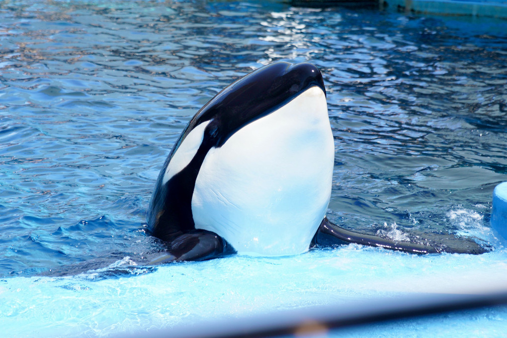 名古屋港水族館にて