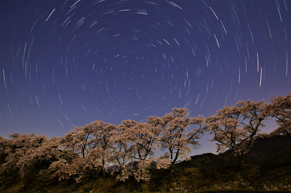 月下の千本桜