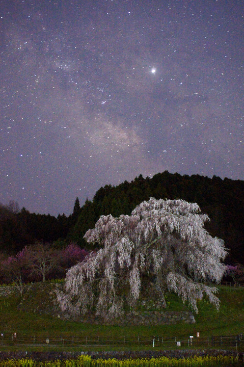 大宇陀の滝桜