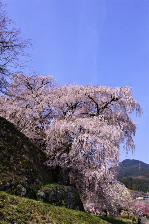 大宇陀の滝桜