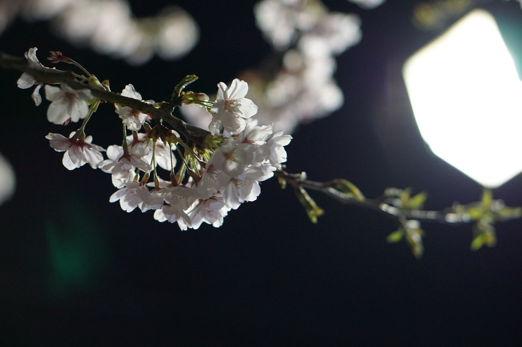 初めての夜桜