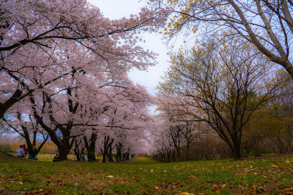 曇り桜並木