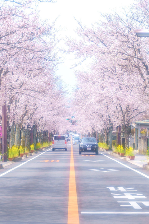 桜並木のストリート