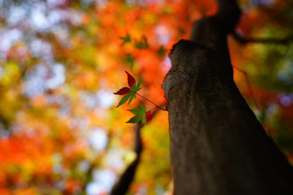 Autumn colors