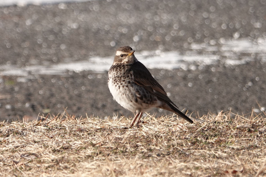 今日の鳥たち