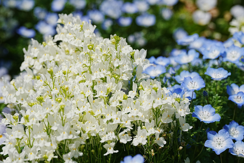 里山ガーデンの春の花