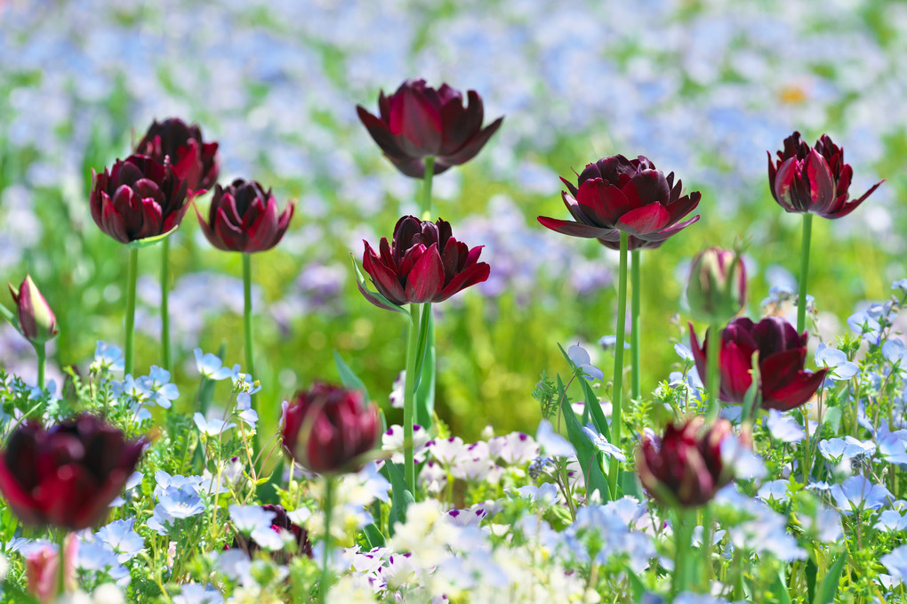 里山ガーデンの春の花