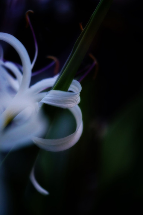 Grand crinum lily